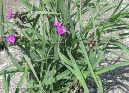 Concord Grape Spiderwort (Tradescantia x andersoniana 'Concord Grape') - 1 gallon