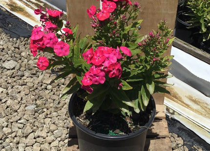 Flame® Pro Cerise Garden Phlox (Phlox paniculata 'Flame Pro Cerise') - QT