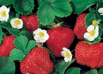 Fragaria Ozark Beauty Everbearing Strawberry (Fragaria ozark 'Beauty') - QT