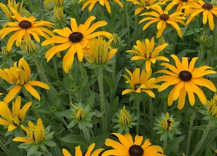 Glitters LIke Gold Black Eyed Susan (Rudbeckia x 'Glitters Like Gold') - QT
