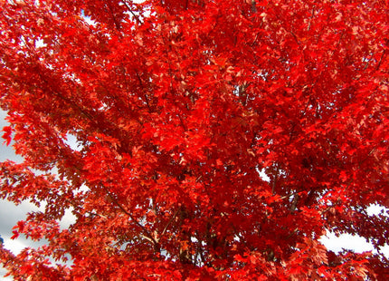 Autumn Blaze® Red Maple (Acer x freemanii 'Jeffersred') - 3 gallon 48"