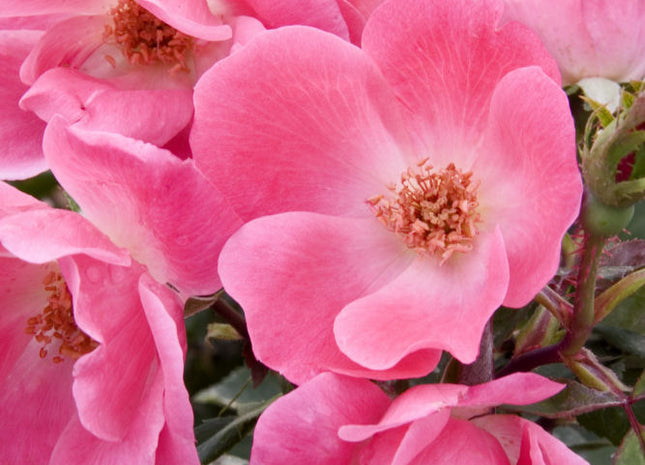 Pink Knock Out® Rose (Rosa K.O 'Radcon') - 2 gallon