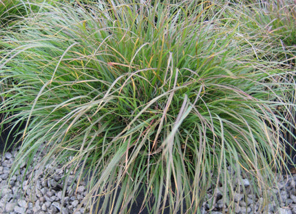 Hameln Fountain Grass (Pennisetum alopecuroides 'Hameln') - 1 gallon