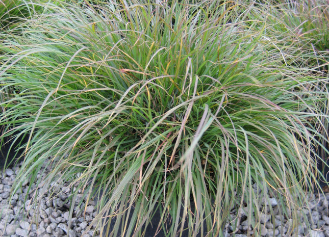Hameln Fountain Grass (Pennisetum alopecuroides 'Hameln') - 1 gallon