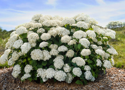 FlowerFull® Smooth Hydrangea (Hydrangea arborescens 'Flowerfull') - 3 gallon