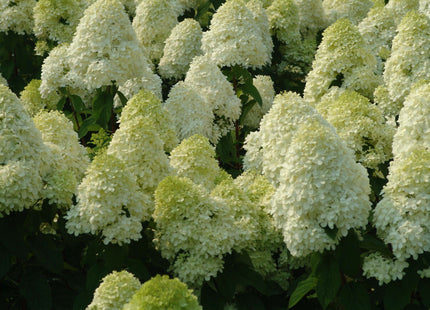 'Limelight' Panicle Hydrangea (Hydrangea paniculata 'Zwijnenburg') - 3 gallon 12" HEAD