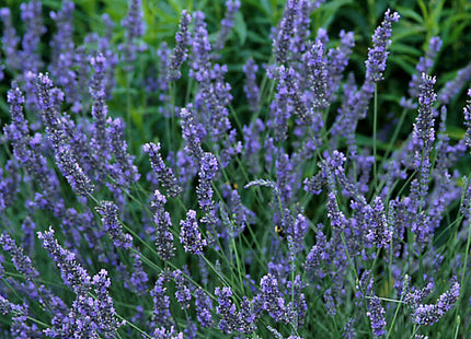 Grosso Lavender (Lavandula x intermedia 'Grosso') - 3QT