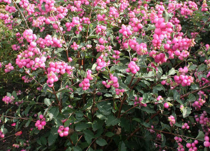 Magical® Galaxy Snowberry (Symphoricarpos 'Sweet Kolmagics') - 3 gallon 15"