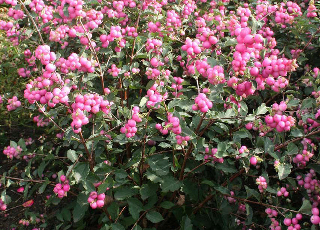 Magical® Galaxy Snowberry (Symphoricarpos 'Sweet Kolmagics') - 3 gallon 15"