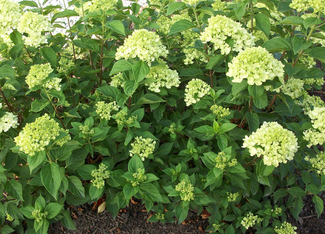 Little Lime® Panicle Hydrangea (Hydrangea paniculata 'Jane') - 3 gallon