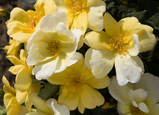 Sunny Knock Out® Rose (Rosa K.O 'Radsunny') - 2 gallon
