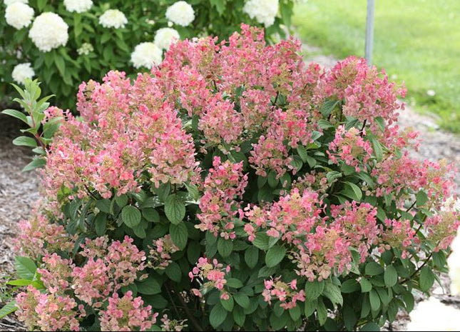 Little Quick Fire® Panicle Hydrangea (Hydrangea pan ‘Little Quick Fire') - 2 gallon