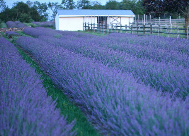 Phenomenal® Lavender (Lavandula x intermedia 'Phenomenal') - 3QT