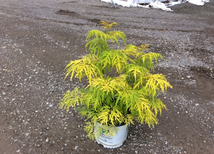 Lemony Lace® Elderberry (Sambucus lemony 'Lace') - 3 gallon 15"