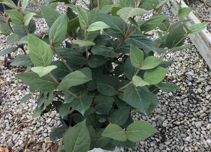 Spice Girl® Korean Spice Viburnum (Viburnum carlesii 'Spice Girl') - 3 gallon 18"