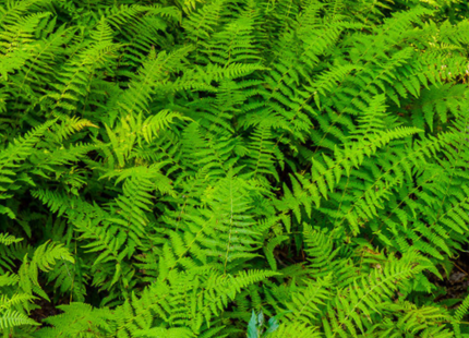 Hayscented Fern (Dennstaedtia 'Hayscented') - 1 gallon