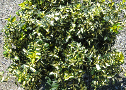 Moonshadow™ Euonymus (Euonymus fortunei 'Moonshadow') - QT