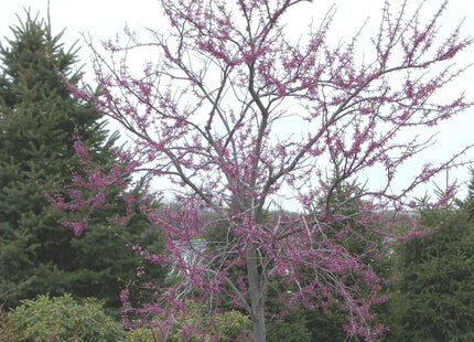 Eastern Redbud (Cercis canadensis) - 3 gallon