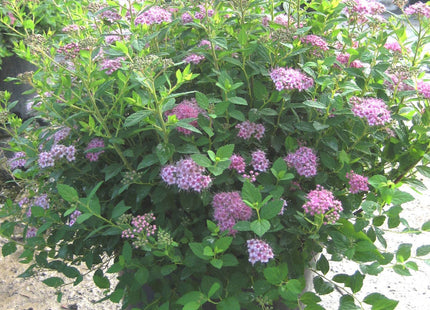 Little Princess Spiraea (Spiraea japonica 'Little Princess') - 1 gallon 6"