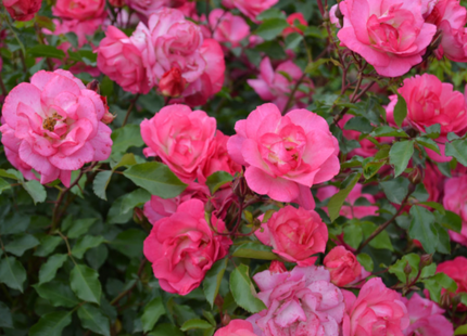 Sunrise Sunset Rose (Rosa E.E 'Sunrise Sunset') - 2 gallon