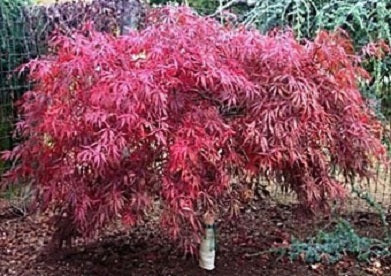 Tamukeyama Japanese Maple (Acer palmatum var. dissectum 'Tamukeyama') - 1 gallon