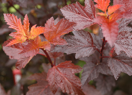 Ginger Wine® Ninebark (Physocarpus O 'Ginger Wine') - 3 gallon 15"