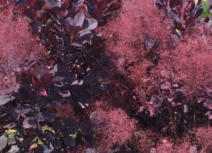 Winecraft Black® Smokebush (Cotinus coggygria 'Winecraft Black') - 3 gallon 18"