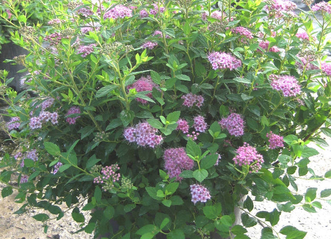 Little Princess Spiraea (Spiraea japonica 'Little Princess') - 3 gallon 12"