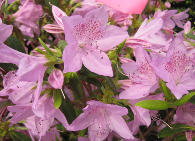 Improved Poukhatanense Azalea (Azalea x 'Poukhanense Improved') - 3 gallon 15"