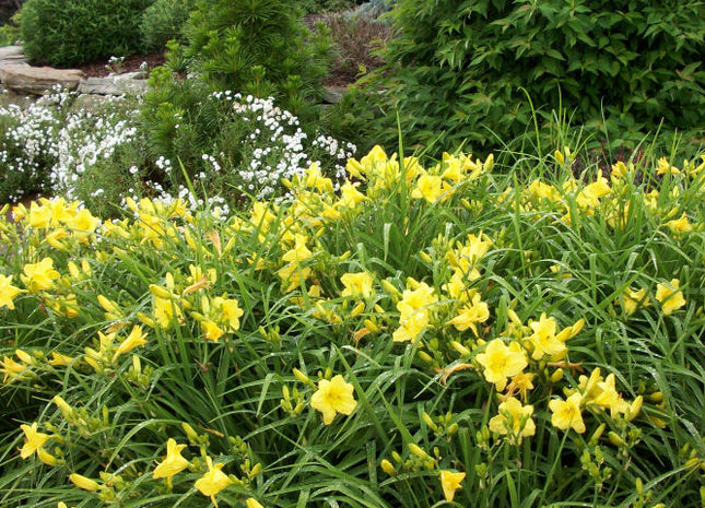 Happy Returns Daylily (Hemerocallis 'Happy Happy Returns') - 1 gallon