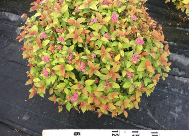 Magic Carpet Spiraea (Spiraea japonica 'Magic Carpet') - 3 gallon