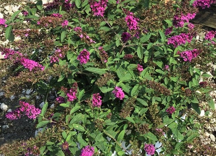 Lo & Behold Ruby Chip® Butterfly Bush (Buddleia 'Lo-Behold Ruby Chip') - 3 gallon