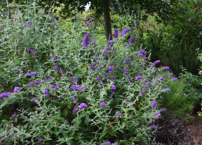 Groovy Grape™ Butterfly Bush (Buddleia ‘Groovy Grape') - 2 gallon