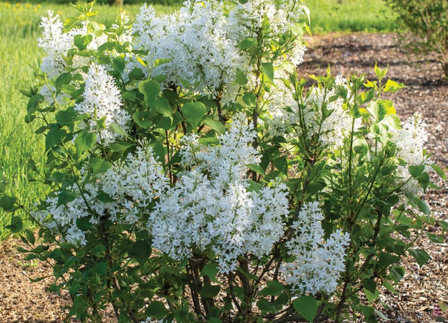 Lilac New Age White (Syringa 'New Age White') - 3 gallon