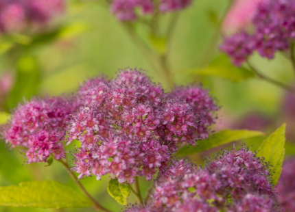 Little Spark® Spirea (Spiraea JAP 'Little Spark') - 3 gallon 15"
