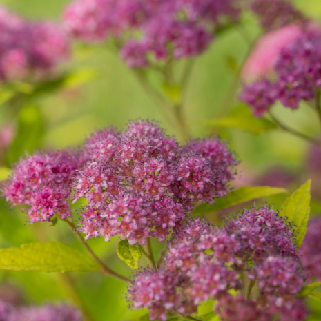 Little Spark® Spirea (Spiraea JAP 'Little Spark') - 3 gallon 15"