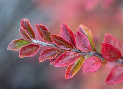 Autumn Inferno® Cotoneaster (Cotoneaster 'Autumn Inferno') - 3 gallon 18"