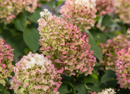 Little Hottie® Panicle Hydrangea (Hydrangea 'P Little Hottie') - 3 gallon