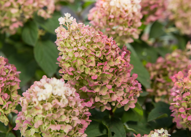 Little Hottie® Panicle Hydrangea (Hydrangea 'P Little Hottie') - 3 gallon