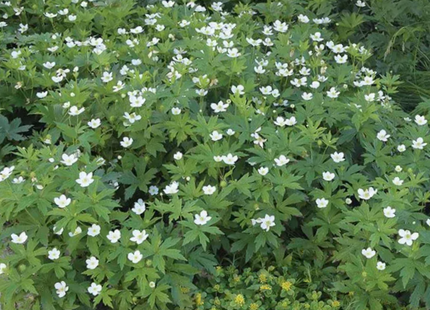 Canada anemone (Anemone canadensis) - 1 gallon