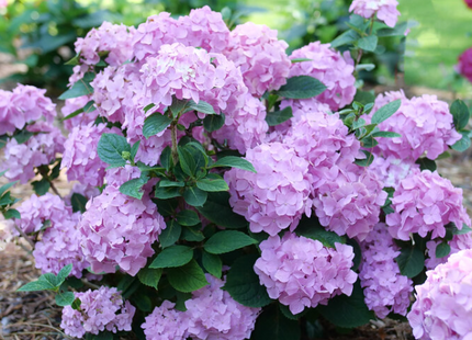 Let's Dance Sky View® Reblooming Hydrangea (Hydrangea macrophylla 'Lets Dance Sky View') - 3 gallon