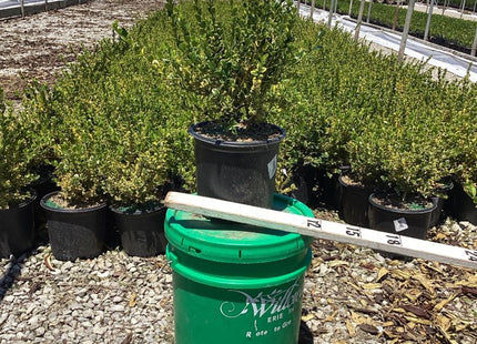 Gold Gem Variegated Boxwood (Buxus 'Gold Gem') - 1 gallon 8"