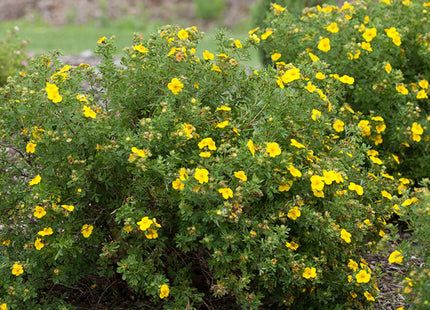 Happy Face® Yellow Cinquefoil (Potentilla 'Happy Face Yellow') - 2 gallon 12"