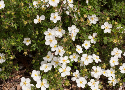 Happy Face® White Cinquefoil (Potentilla 'Happy Face White') - 2 gallon 12"