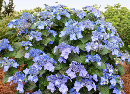 Pop Star® Reblooming Hydrangea (Hydrangea macrophylla 'Pop Star') - QT