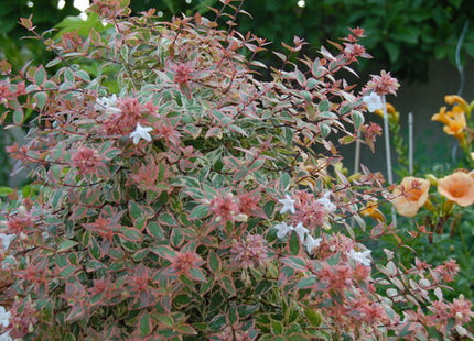 Tres Amigos® Abelia (Abelia grandiflora ‘Tres Amigos’) - QT