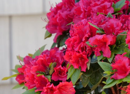 Perfecto Mundo® Red Reblooming Azalea (Azalea 'Perfecto Mundo Red') - QT