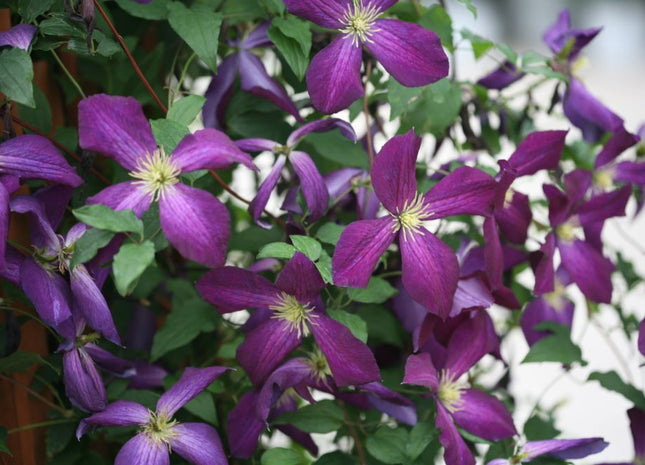 Happy Jack® Purple Clematis (Clematis x Happy Jack® Purple) - QT