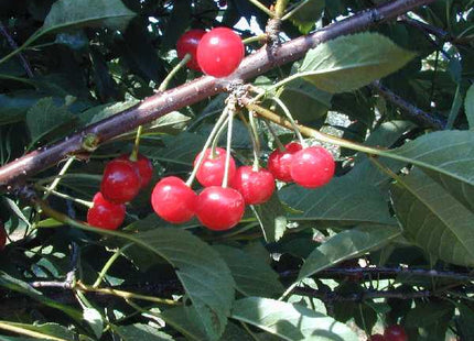 Montmorency Sour Cherry (Prunus cerasus 'Montmorency') - 3 gallon 36" TREE