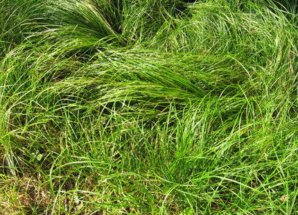 Pennsylvania Sedge (Carex pensylvanica 'Carex Pensylvanica') - QT